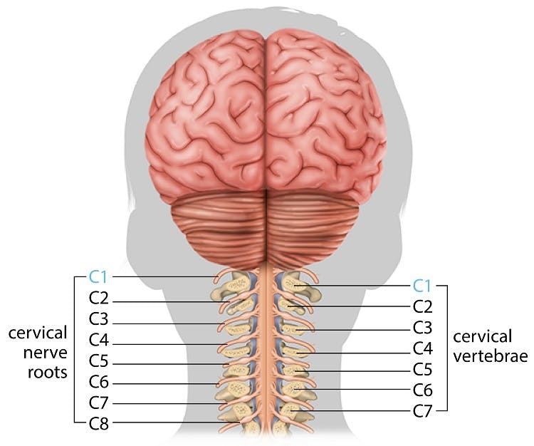 cervical spine